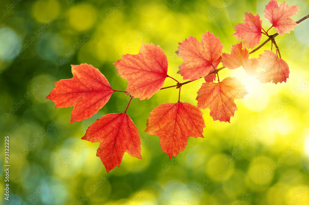 autumn leaves background