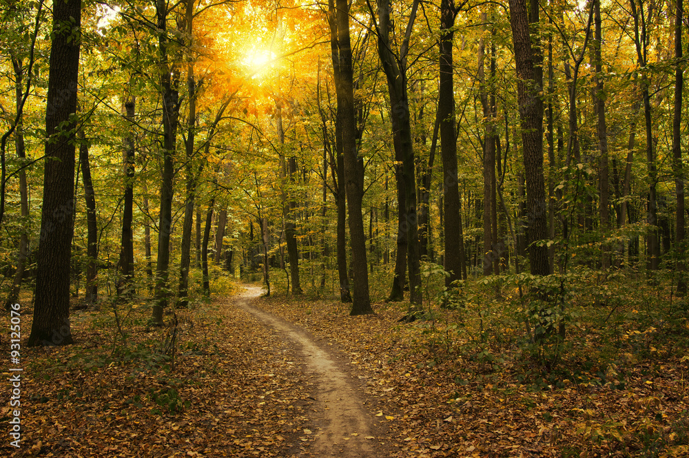 autumn trees