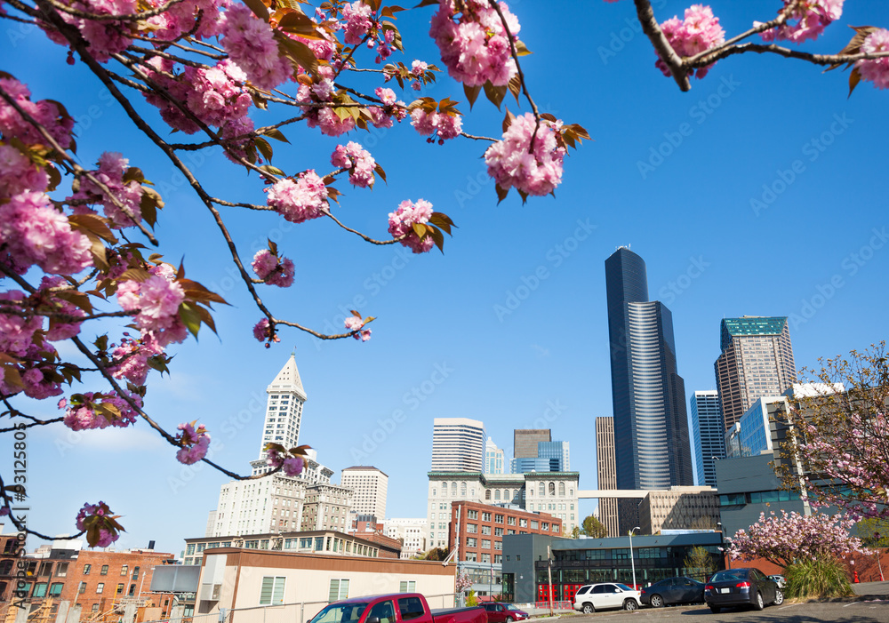 西雅图市中心的樱花和城市景观