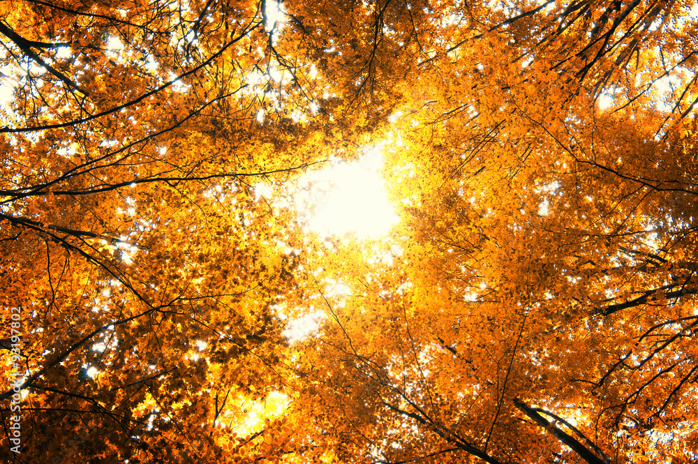 autumn trees