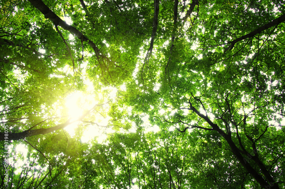 Forest with sunlight