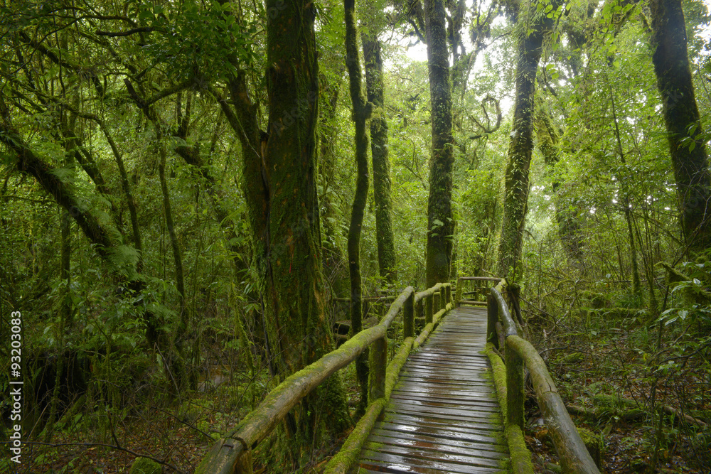 Rainforest in Thailand