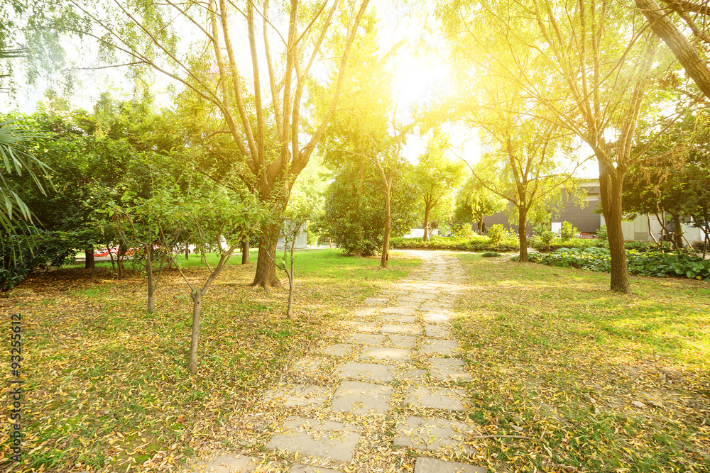 walking path in the park with fallen leaves