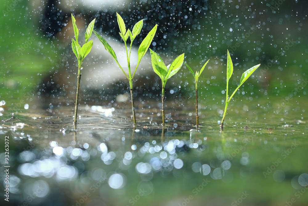 草露雨宏鲜绿生态