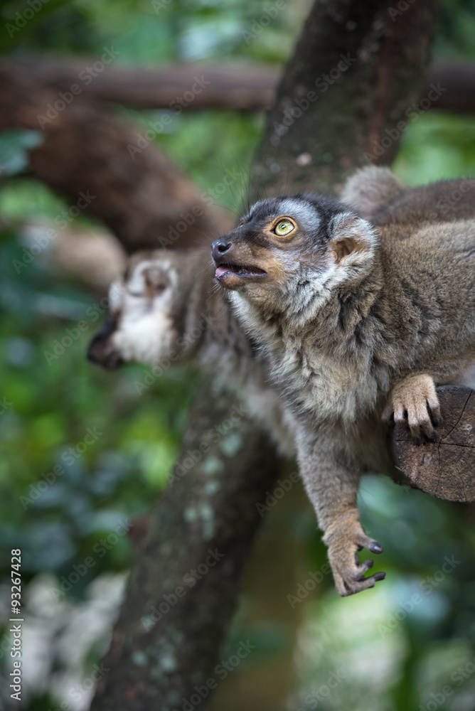 Lemur looking up