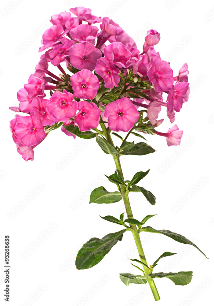 Phlox closeup flower