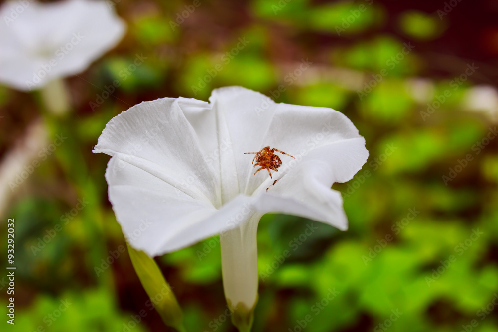 蜘蛛坐在牵牛花里