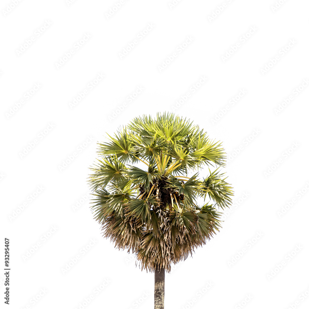 Palm tree isolated on white background.