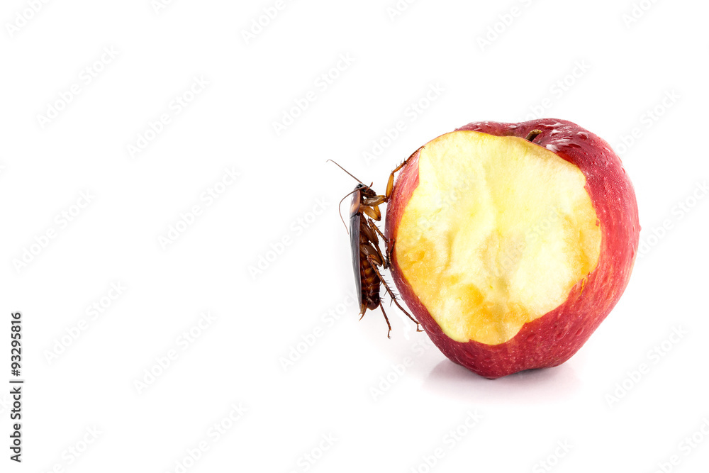 cockroach  eating on a red apple (focus on cockroach). Image iso