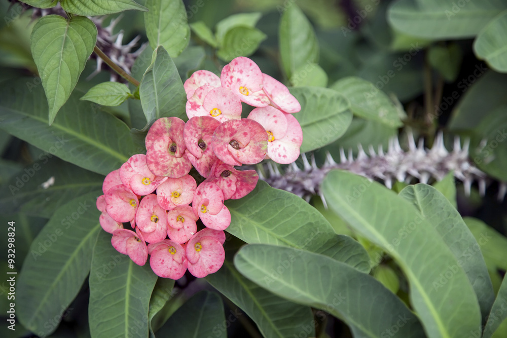 Poi Sian,Red flowers , beautiful flower and leaves.