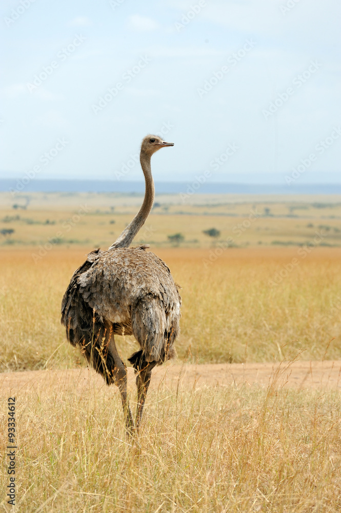 非洲鸵鸟（Struthio camelus）