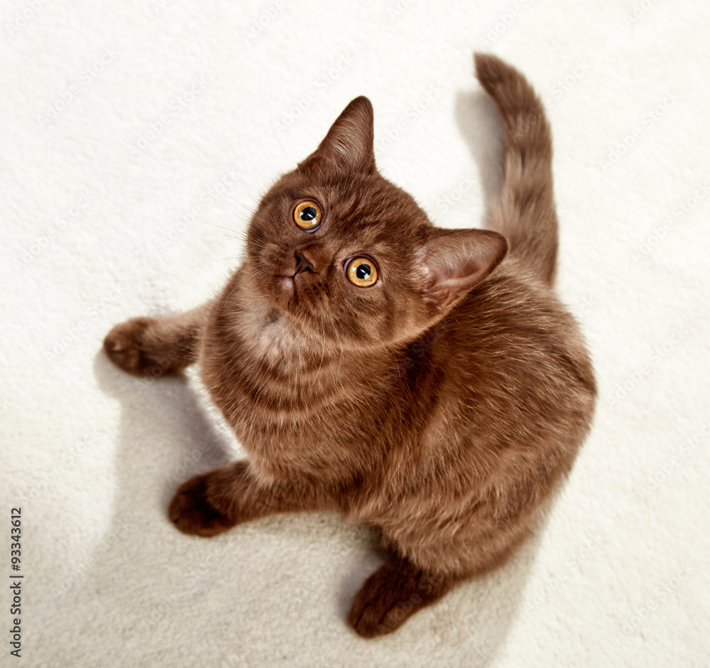 kitten sitting and looking up