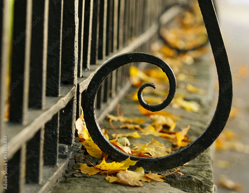 The fence and yellow leaves