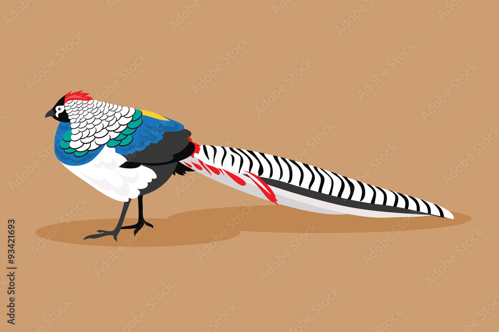 Pheasant. Vector Illustration