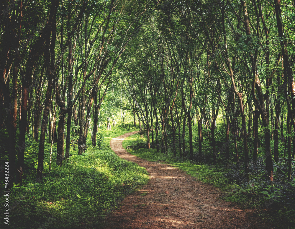 Enchanting Forest Lane in a Rubber Tree Plantation Concept