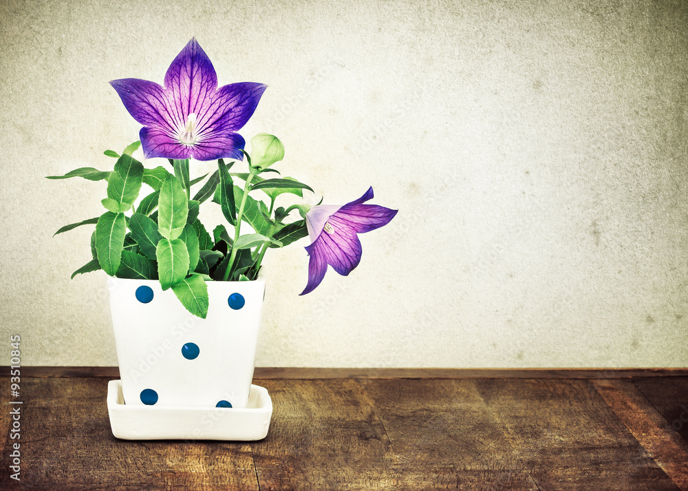 still life of purple red balloon flower or Platycodon grandiflor