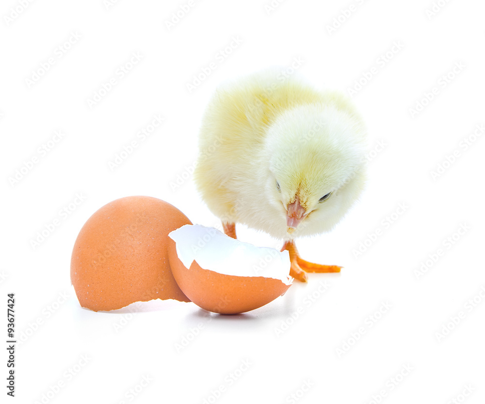 Cute little chick next to egg shells