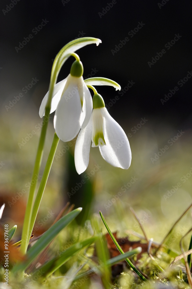 Snowdrop flower Galanthus nivalis in early spring