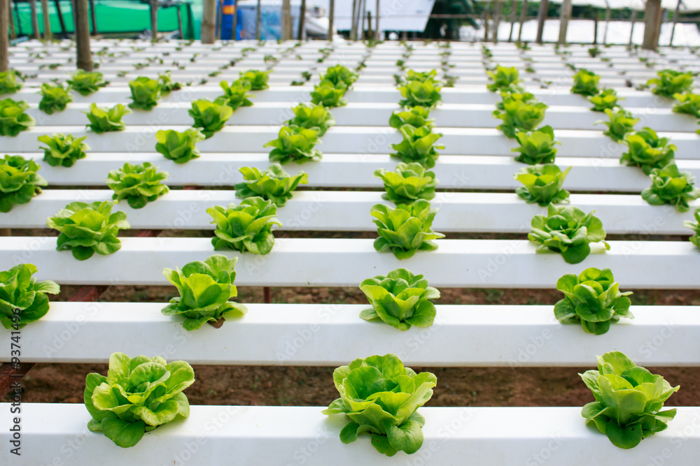 Fresh butterhead salad lettuce ,Organic Fram