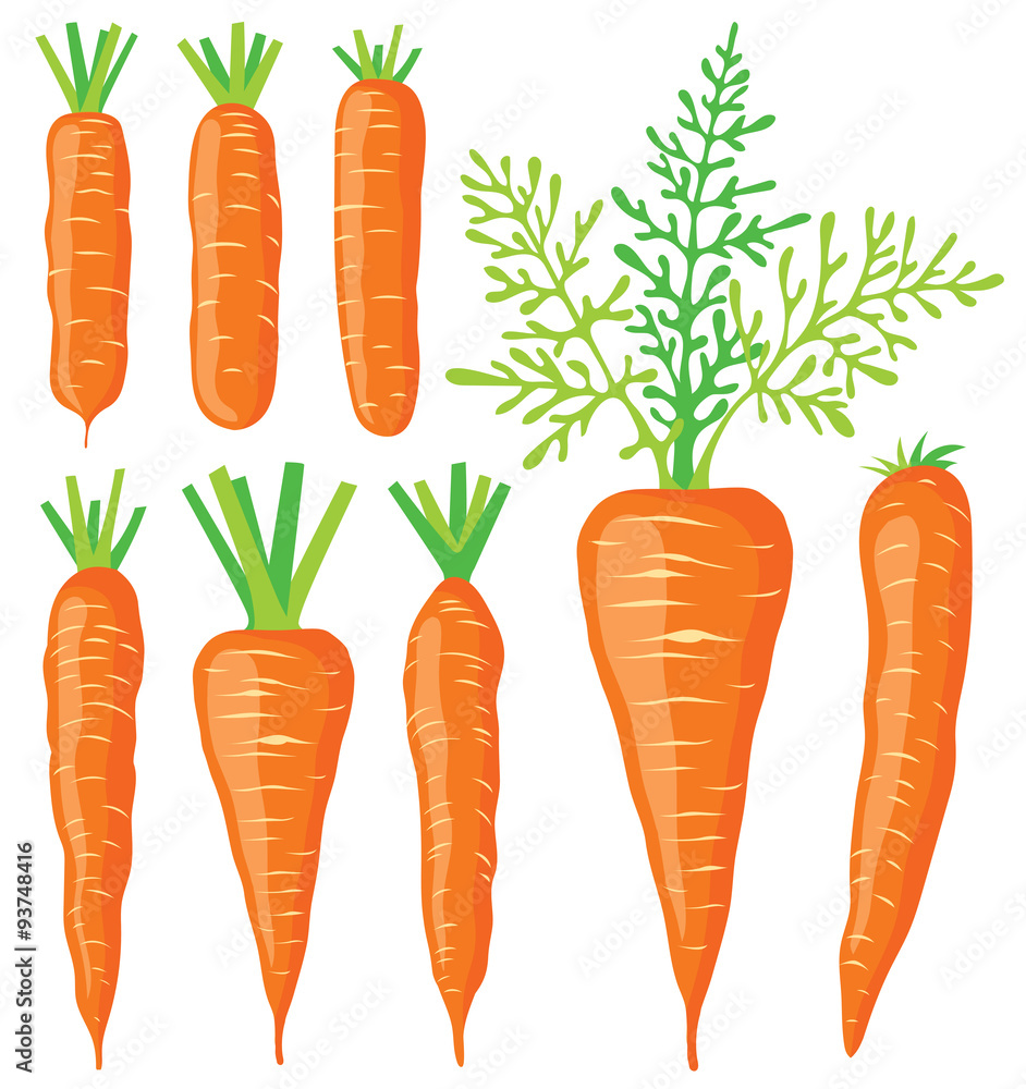 Collection of various vector carrots