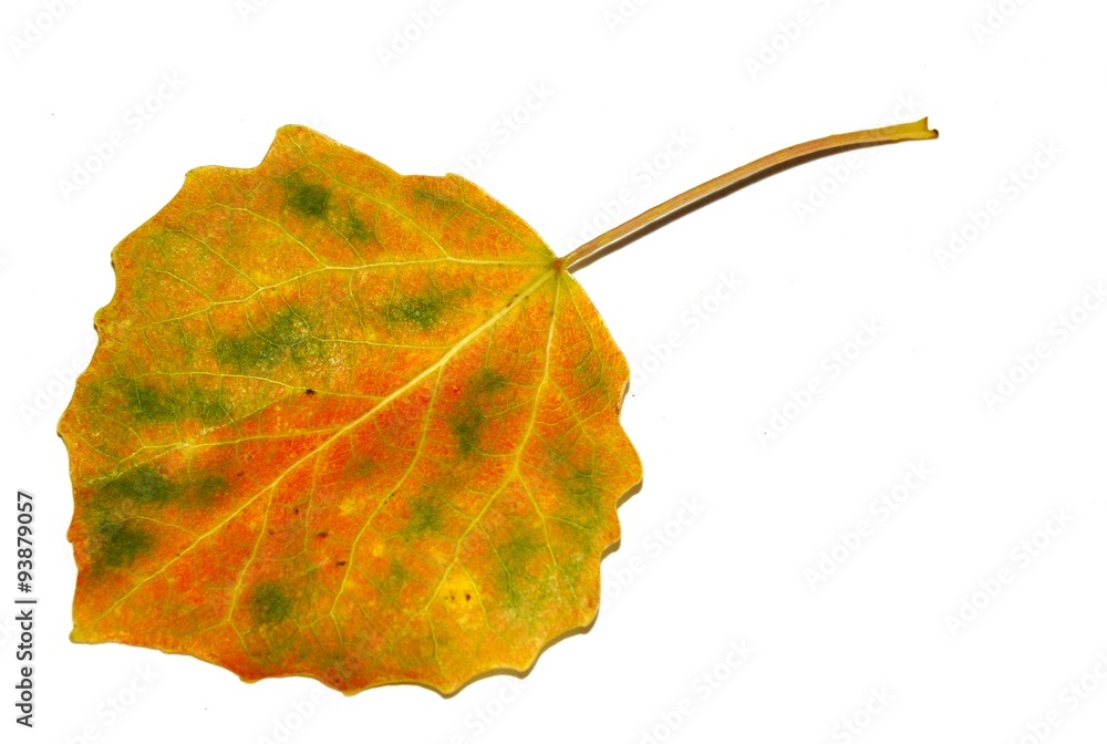 白底Autum colored populus leaf on white background