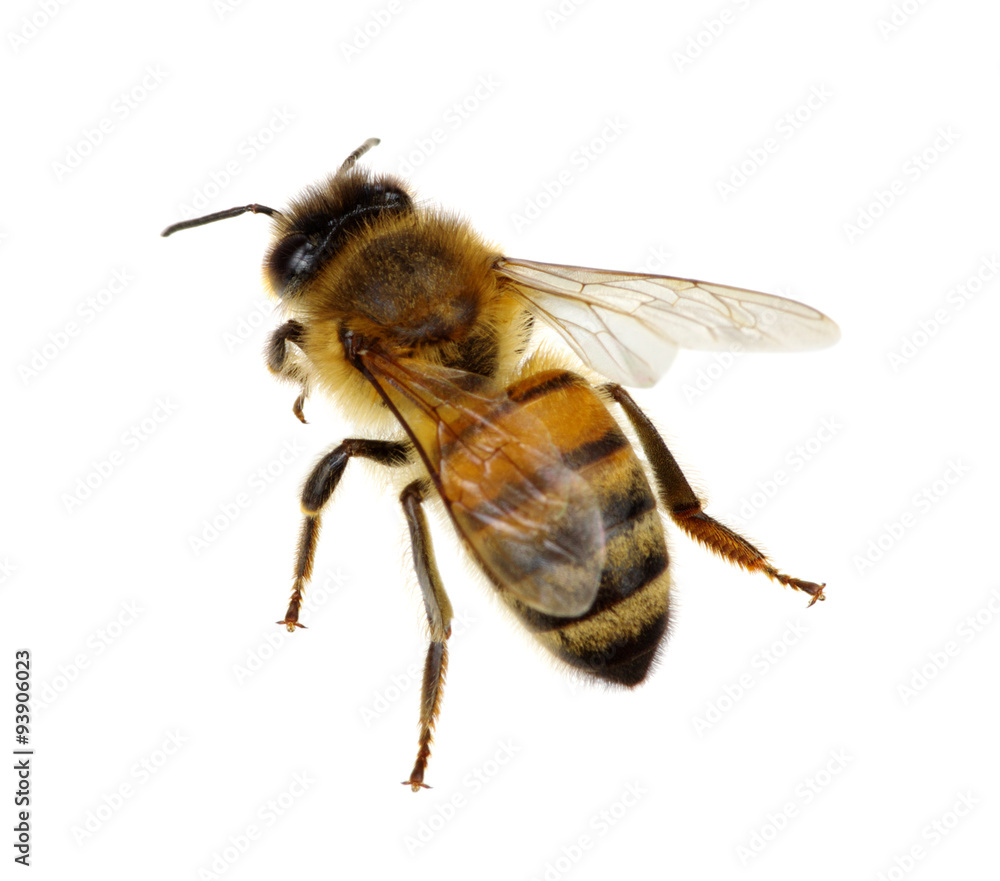 bee