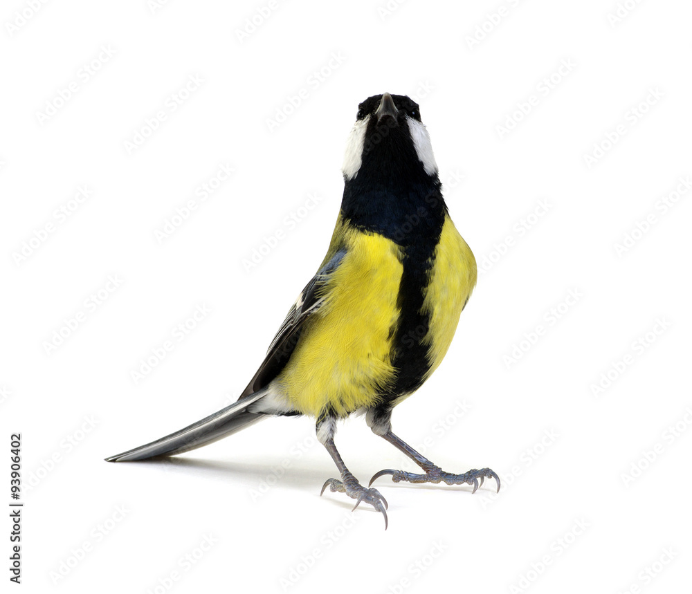 great tit