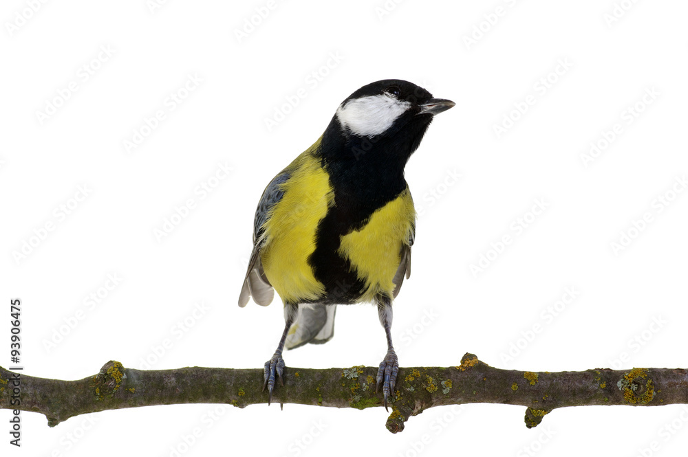 great tit