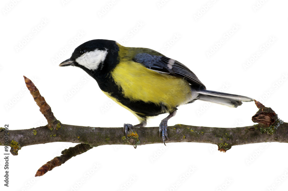 great tit