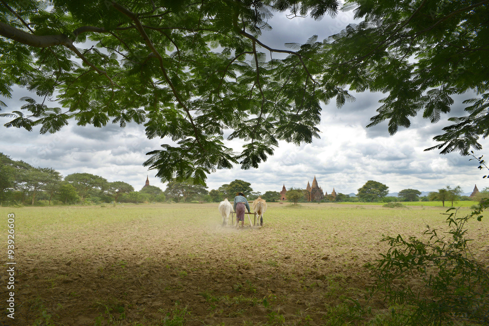 棉马巴甘村的Arando el campo