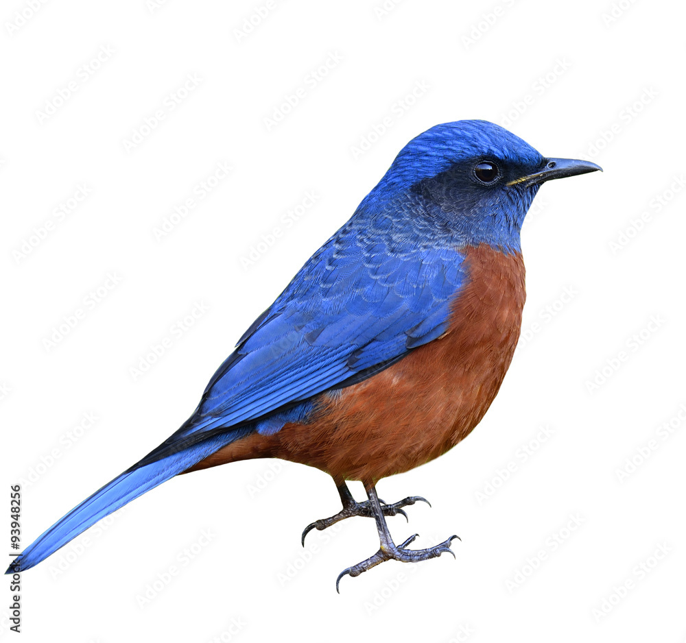 Rufous-bellied rock-thrush, beautiful red and blue bird isolated