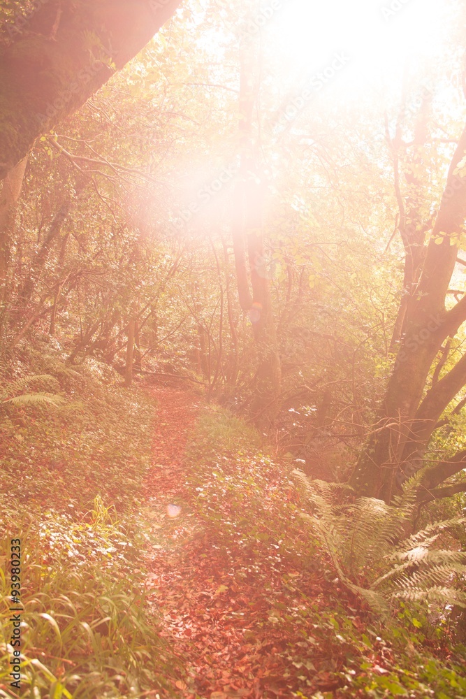 Tranquil autumn scene in forest