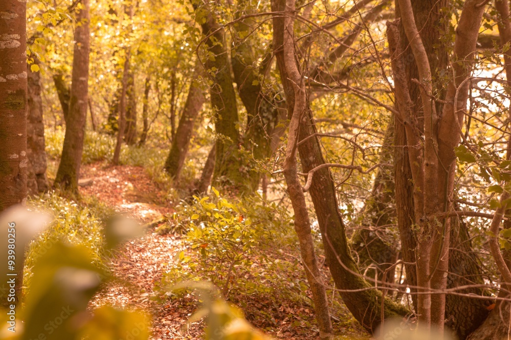 Tranquil autumn scene in forest