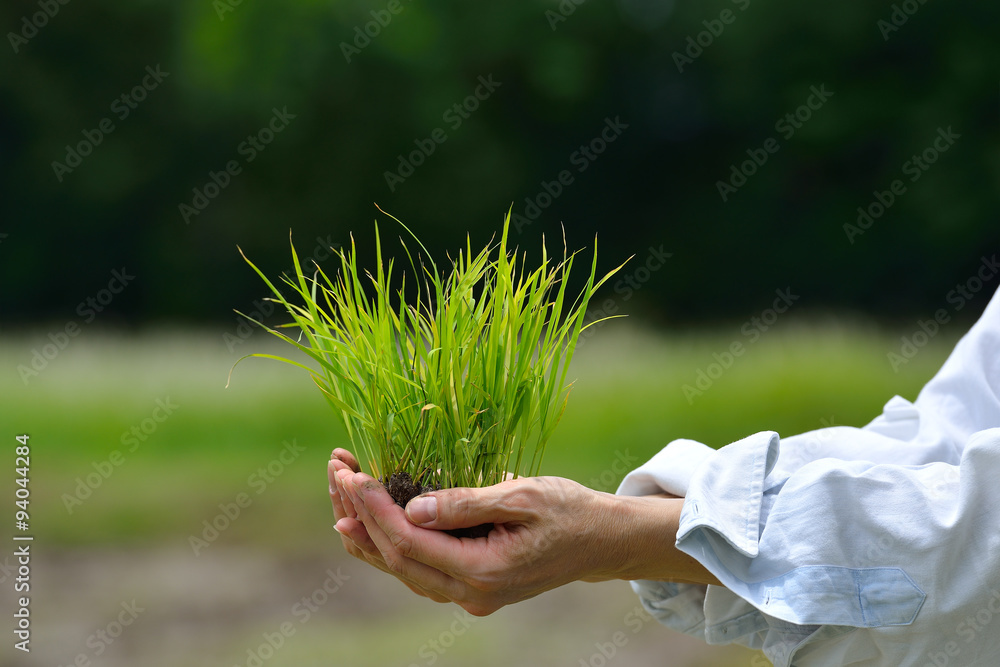 Hands holding rice sprout 