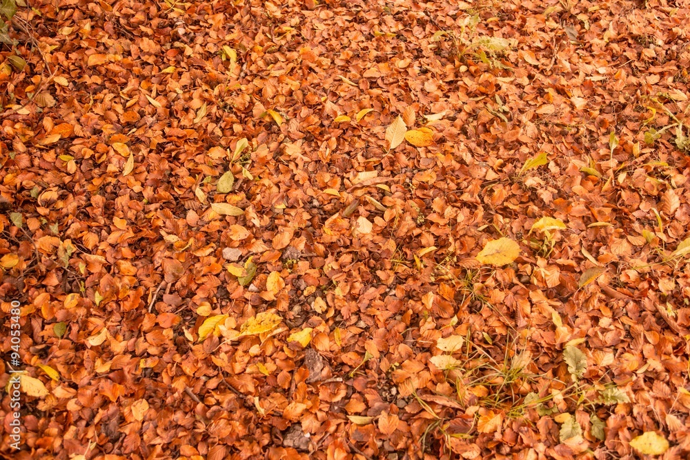 Autumn leaves on the ground