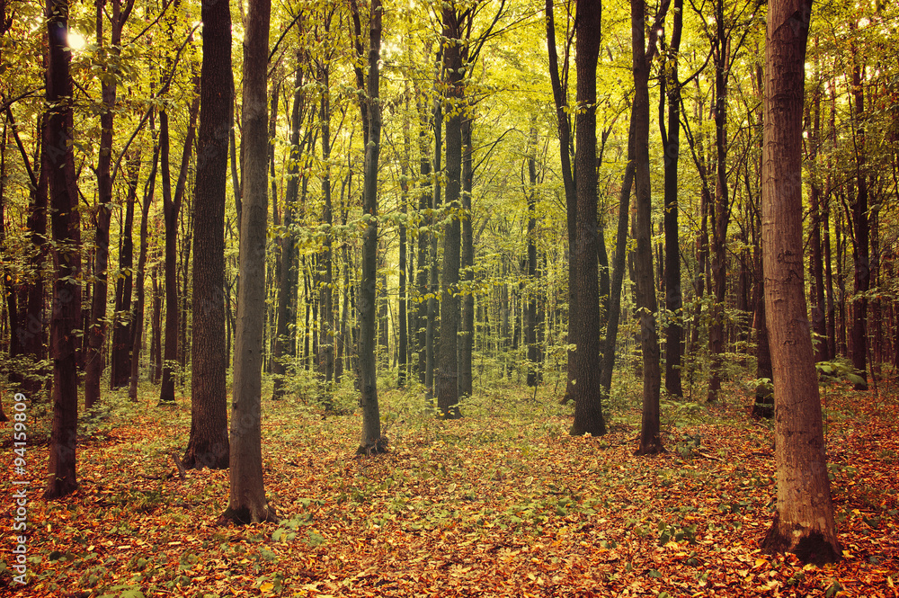 autumn trees