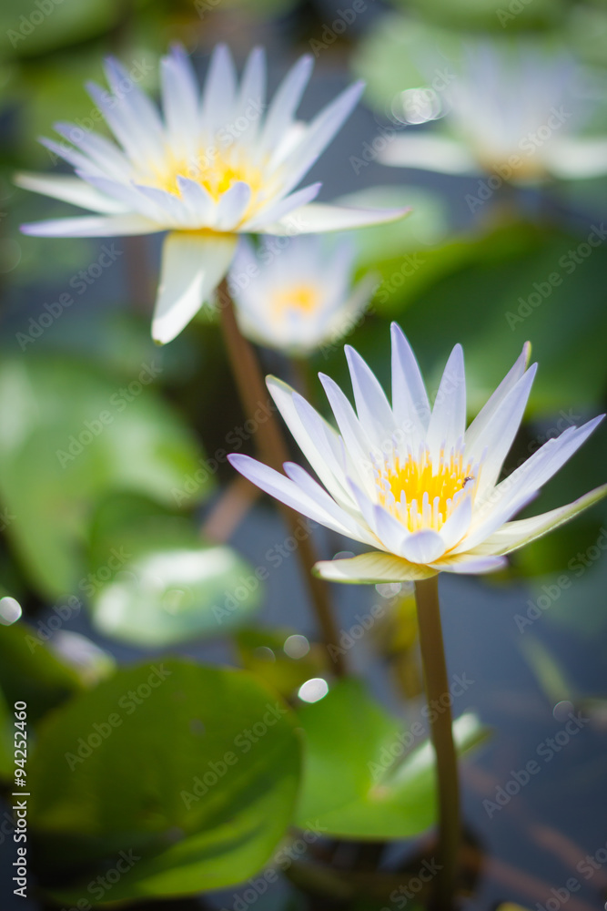 水上绿叶白莲花