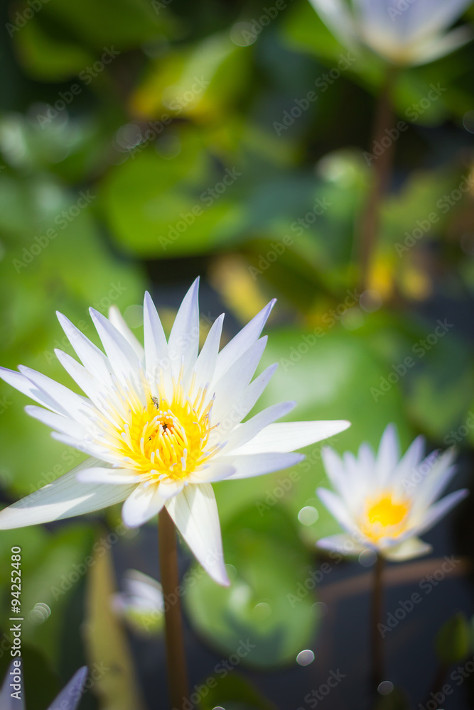 白莲花或睡莲