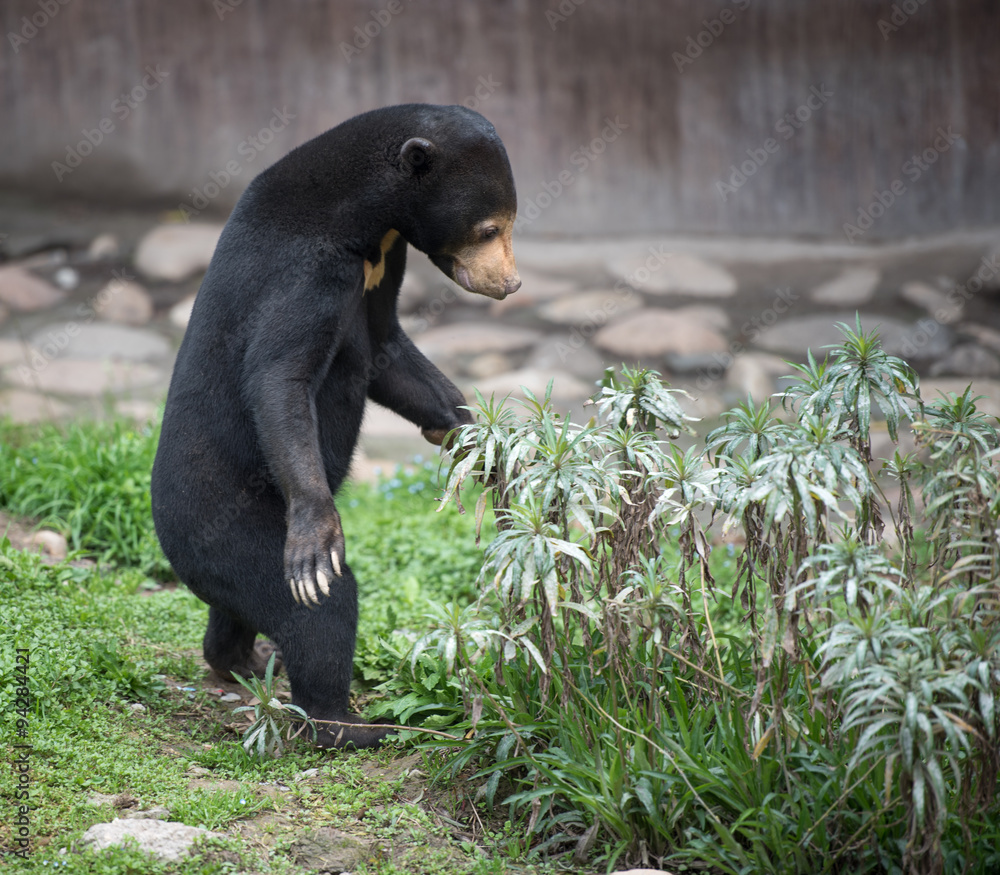 Standing sun bear