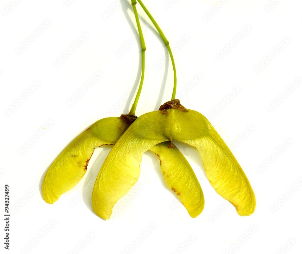 Seed from maple tre on white background