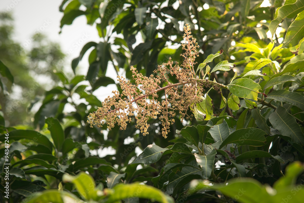 Flower of mango