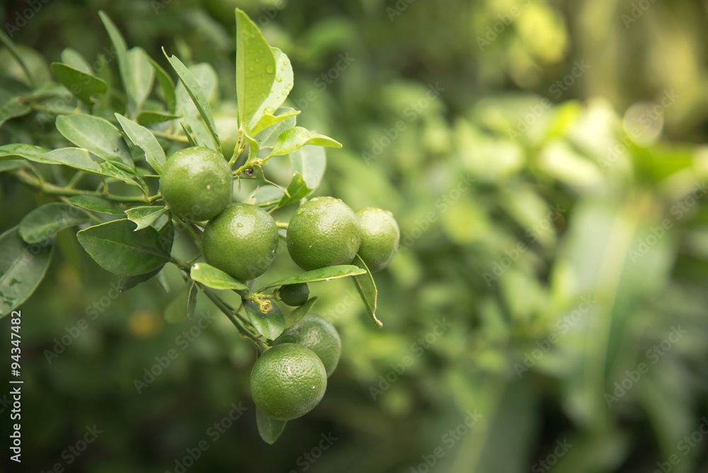 Lime hanging on tree