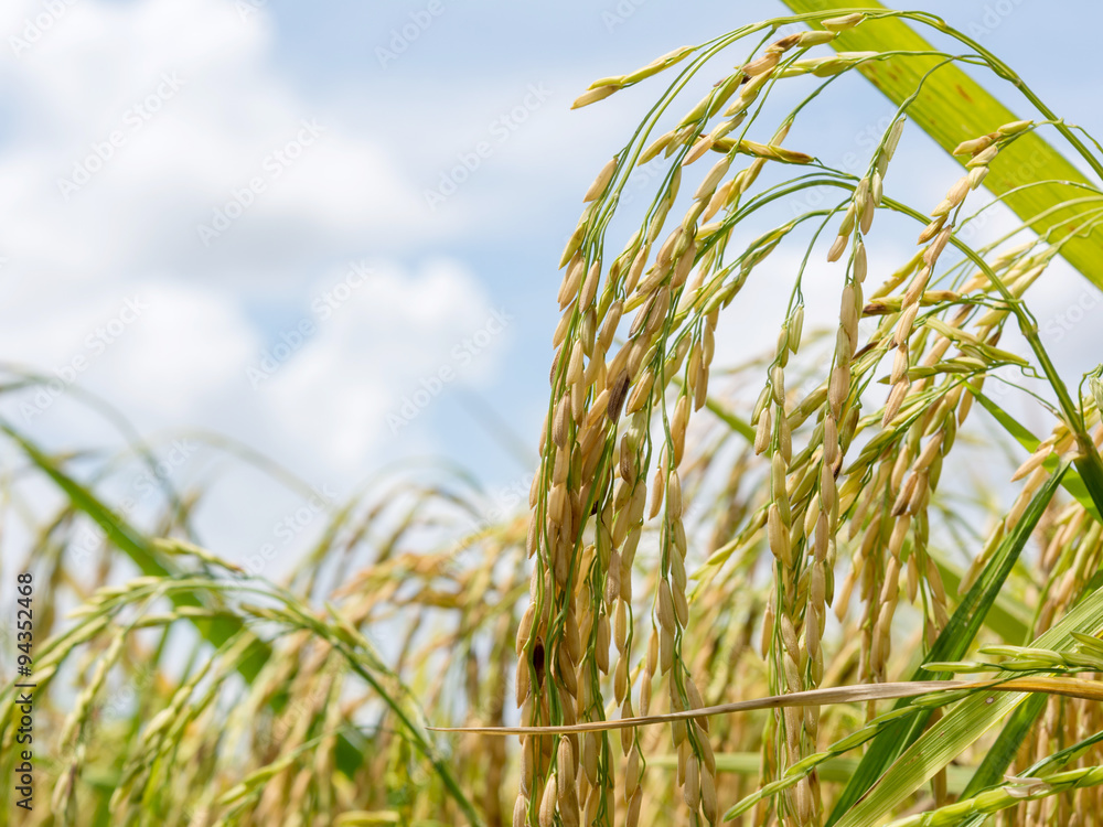 Rice spike in rice field