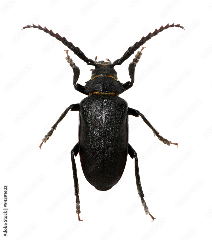 black beetle