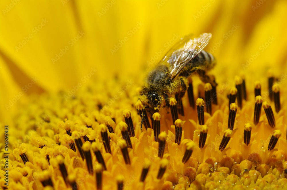 bee and sunflower