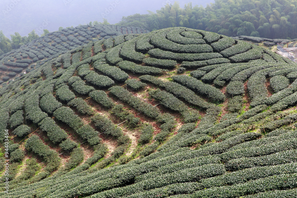 南投茶园的形状就像中国的八卦