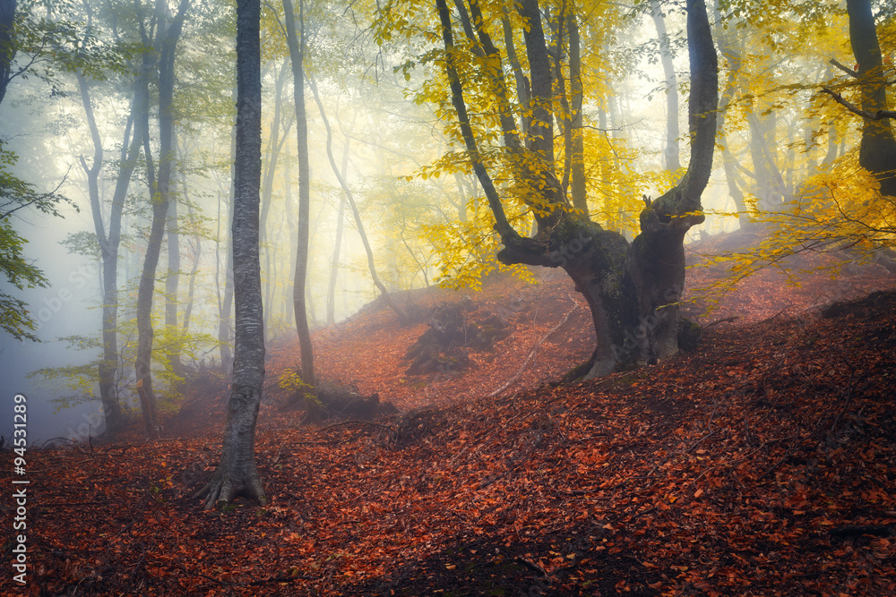 Trail through a mysterious dark old forest in fog. Autumn