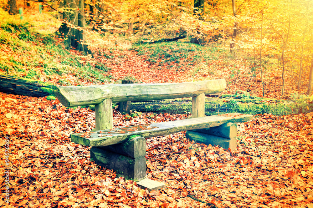 Lonely wooden bench in autumn forest