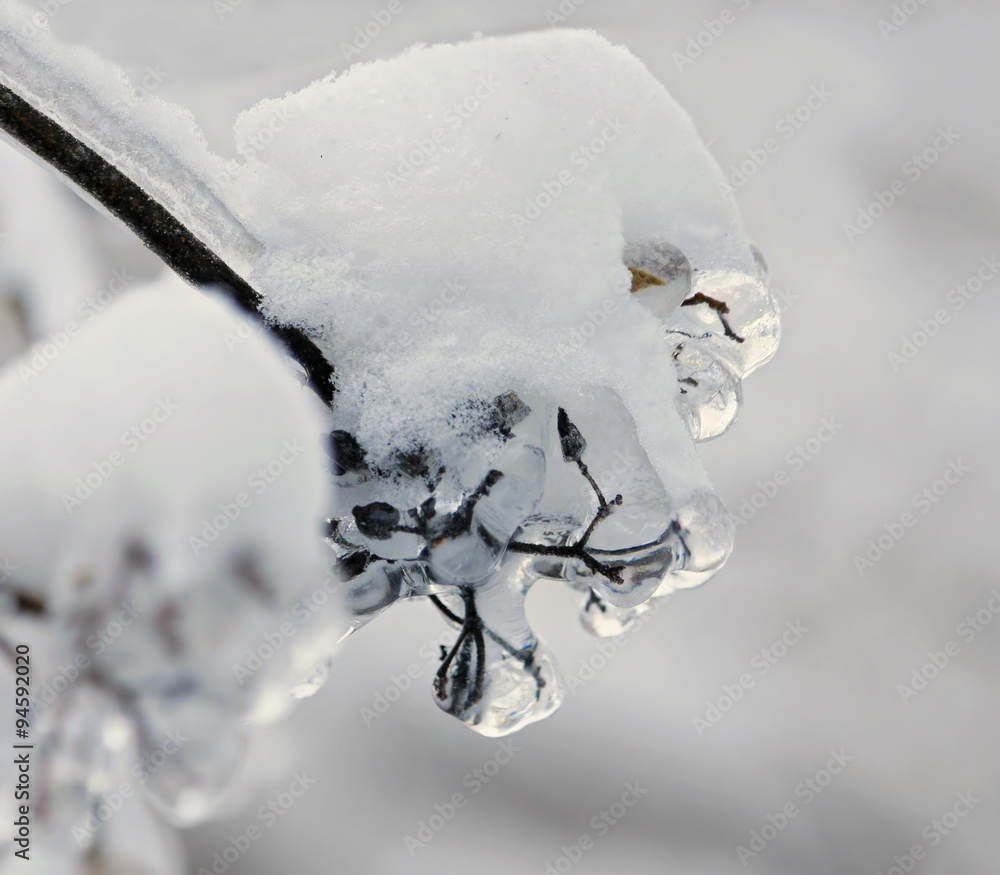 Branch covered snow, like a lions.