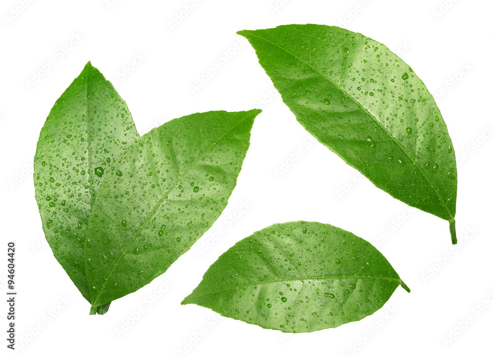 Lemon leaf isolated on white background